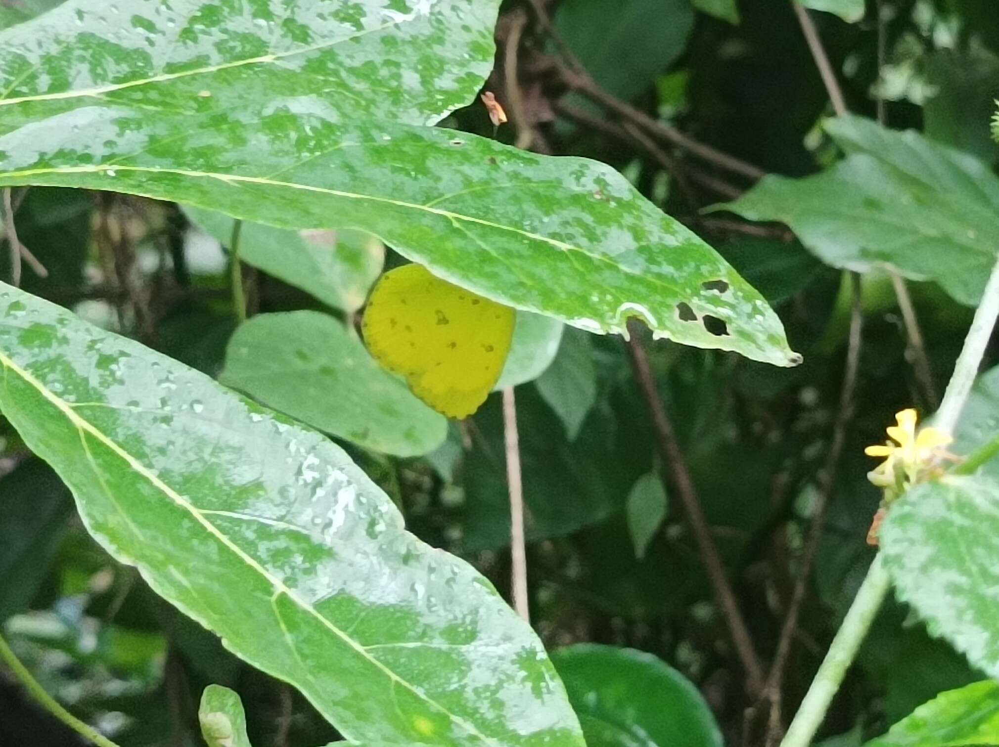 Image de <i>Eurema hecabe sulphurata</i> (Butler 1876)