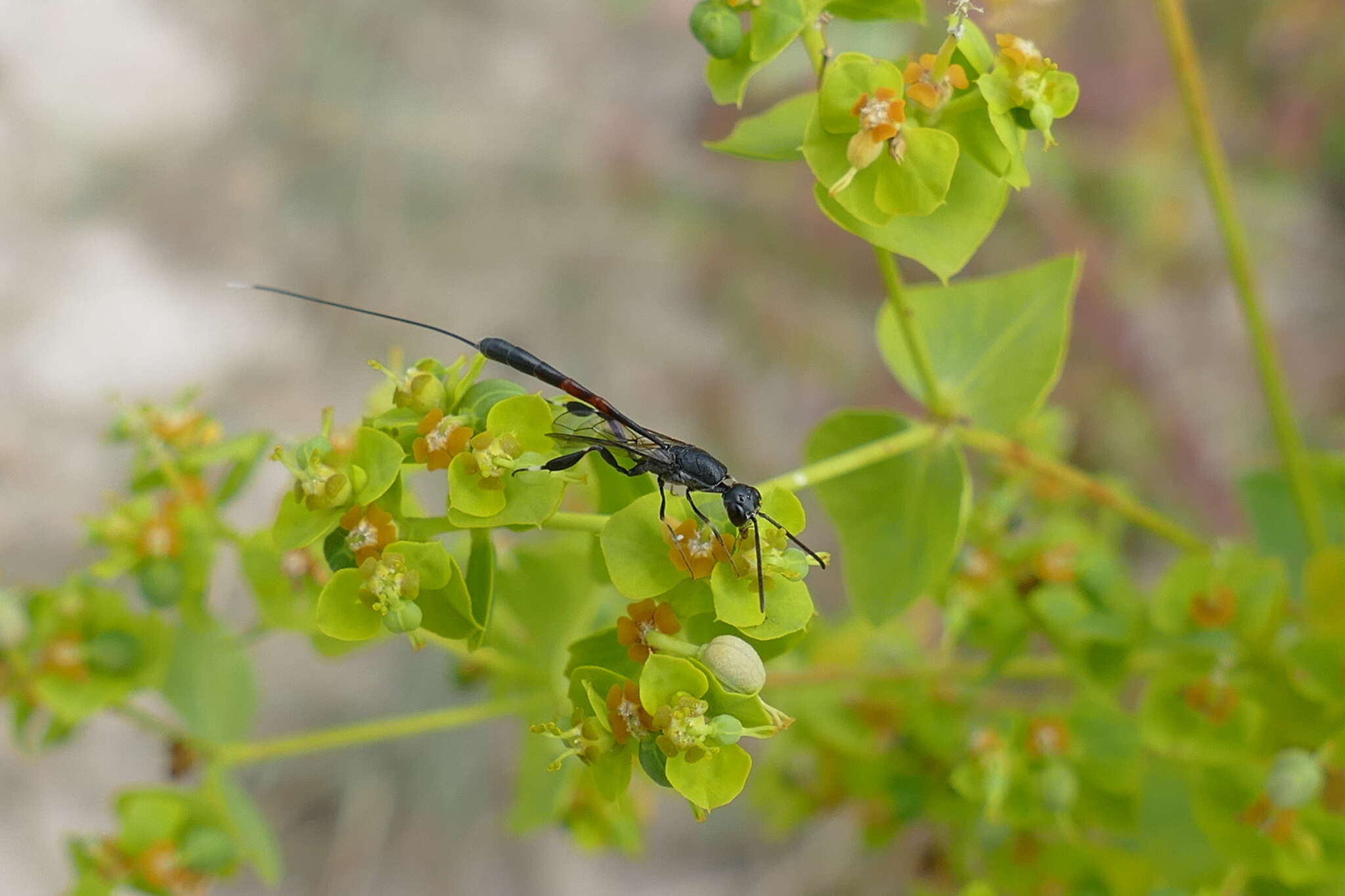 Imagem de Gasteruption jaculator (Linnaeus 1758)