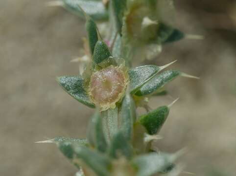 Image of barbwire Russian thistle