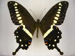 صورة Papilio lormieri Distant 1874