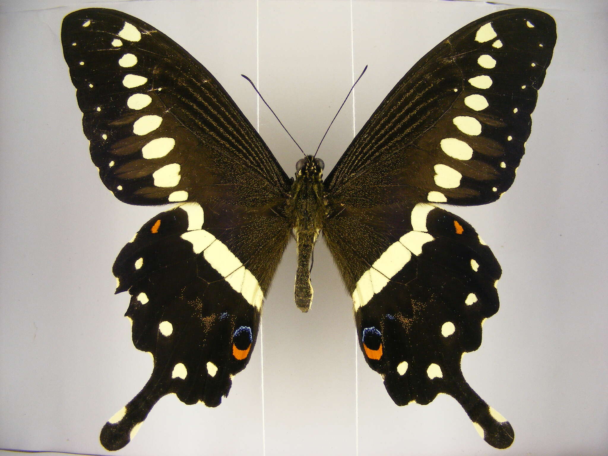 Image of Papilio lormieri Distant 1874