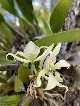 Image of Prosthechea aemula (Lindl.) W. E. Higgins