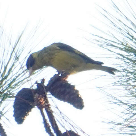 Image of Vietnamese Greenfinch