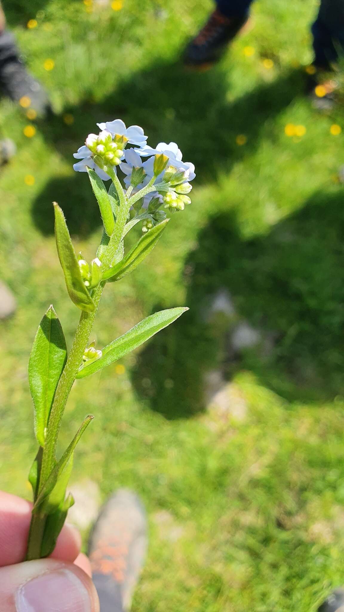 Image of Myosotis nemorosa Besser