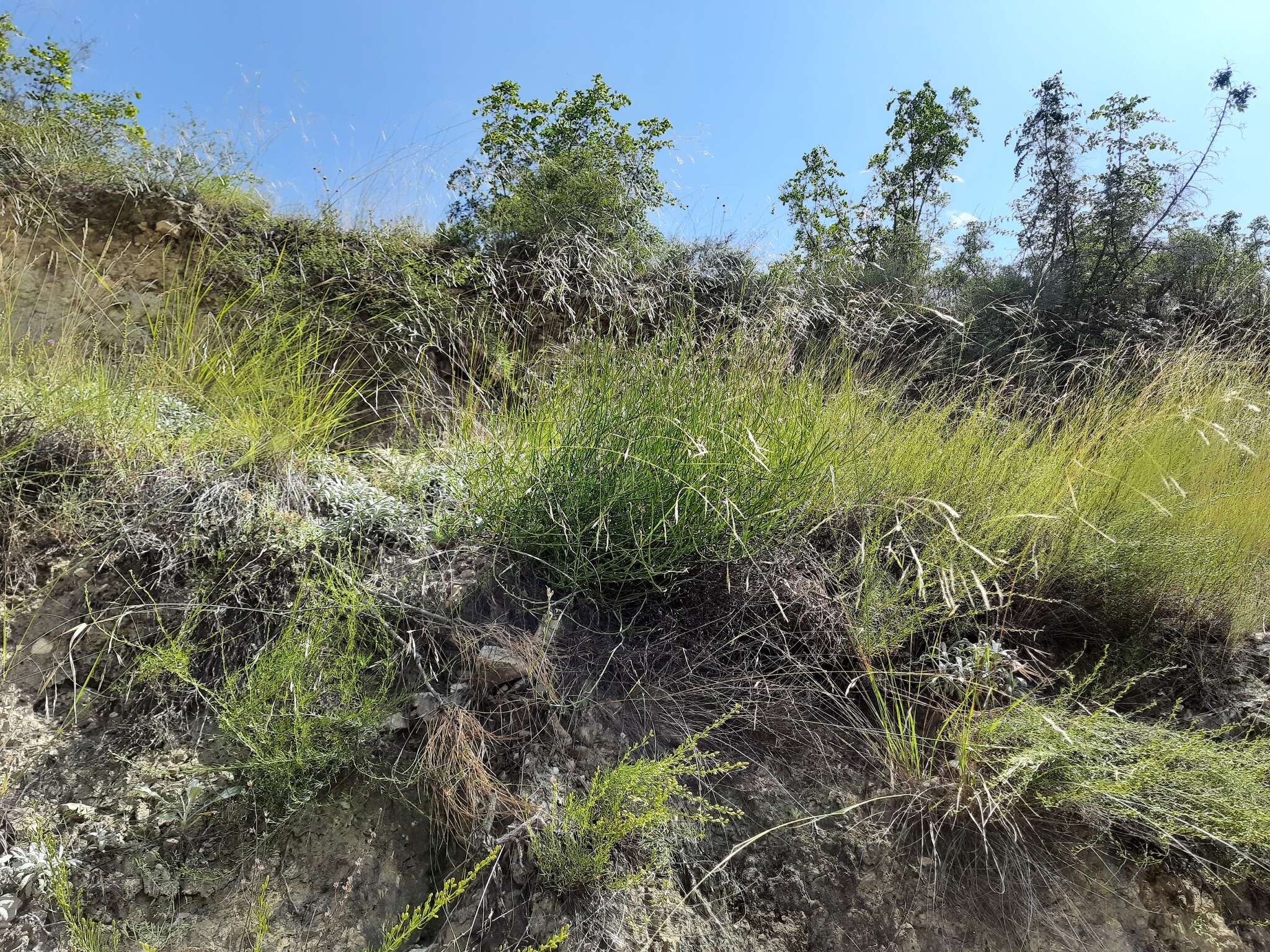 Image of Matthiola daghestanica (Conti) N. Busch