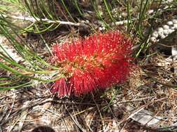 Sivun Callistemon teretifolius F. Müll. kuva