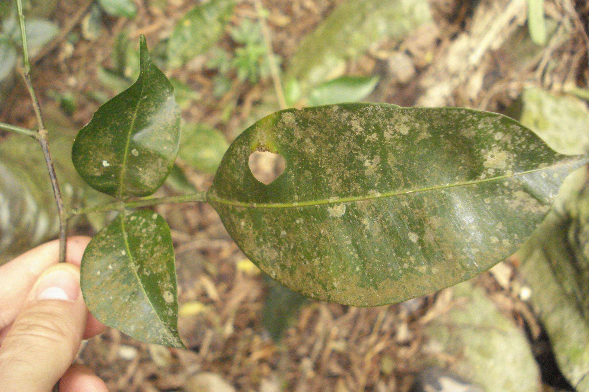 Swartzia simplex var. grandiflora (Raddi) Cowan的圖片