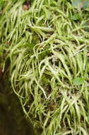 Image of waved silk-moss