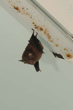 Image of Formosan Lesser Horseshoe Bat