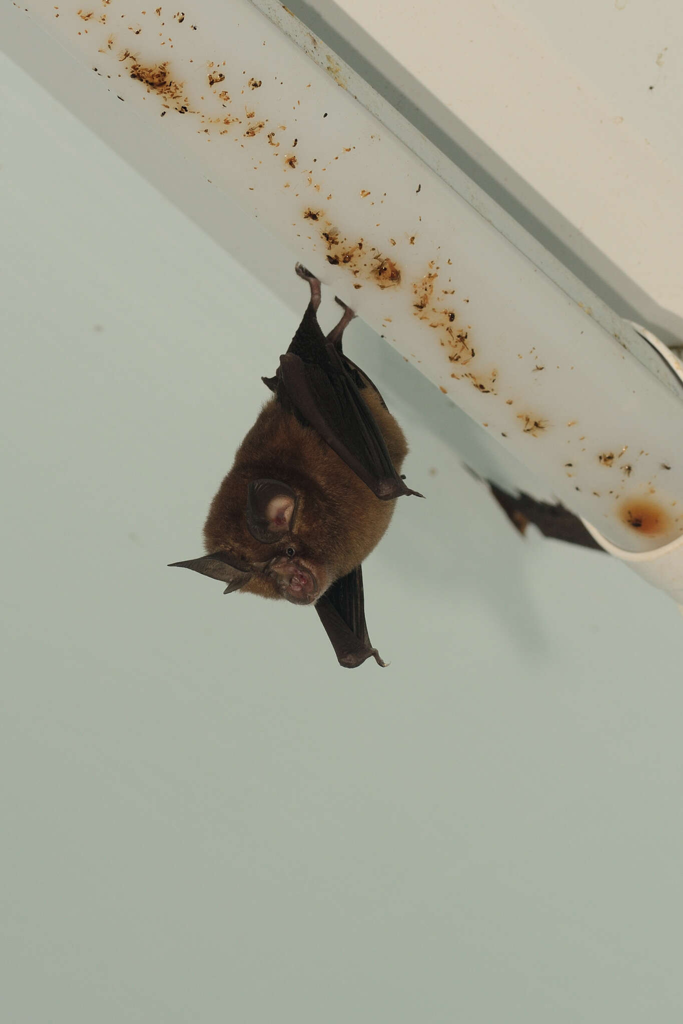 Image of Formosan Lesser Horseshoe Bat