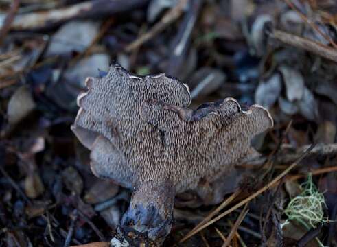 Image of <i>Hydnellum fuscoindicum</i>