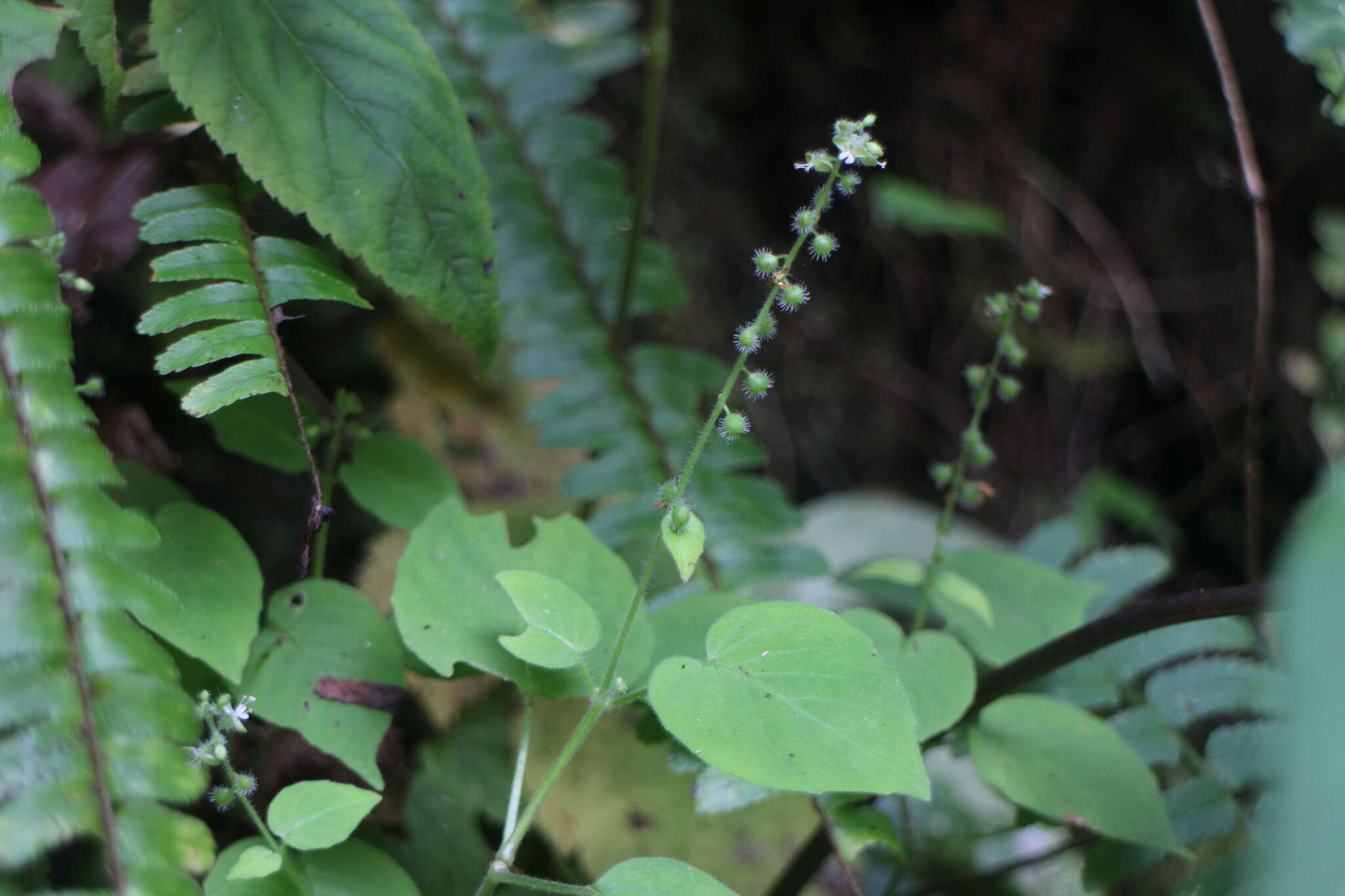 Image of Circaea cordata Royle