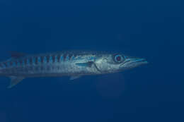 Image of Blackfin barracuda