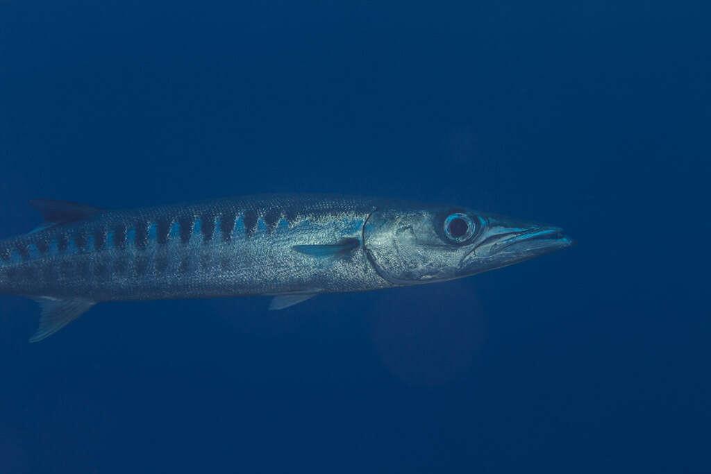 Image of Blackfin barracuda