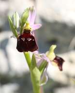 Image of Ophrys argolica subsp. biscutella (O. Danesch & E. Danesch) Kreutz