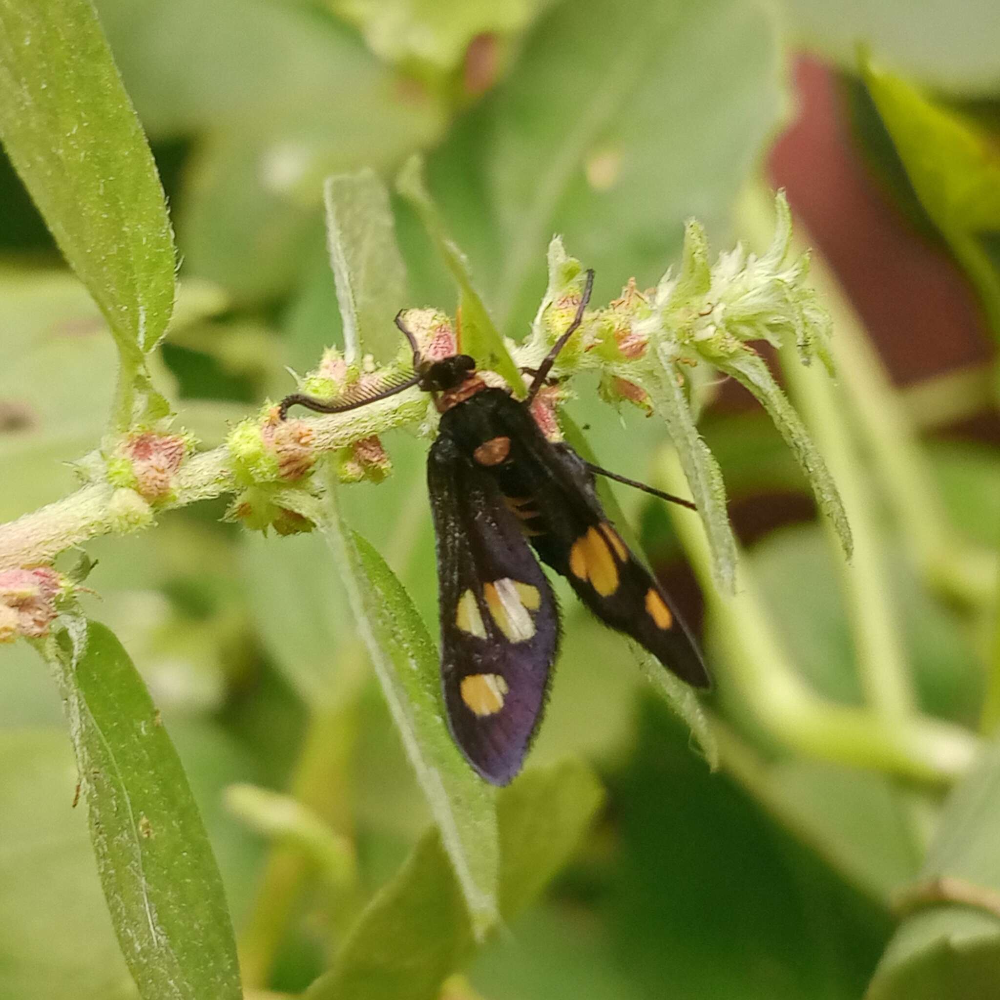 Image of Thyrassia subcordata Walker 1854