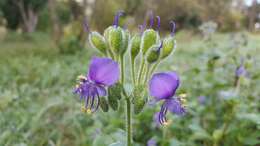 Image of Tinantia erecta (Jacq.) Fenzl