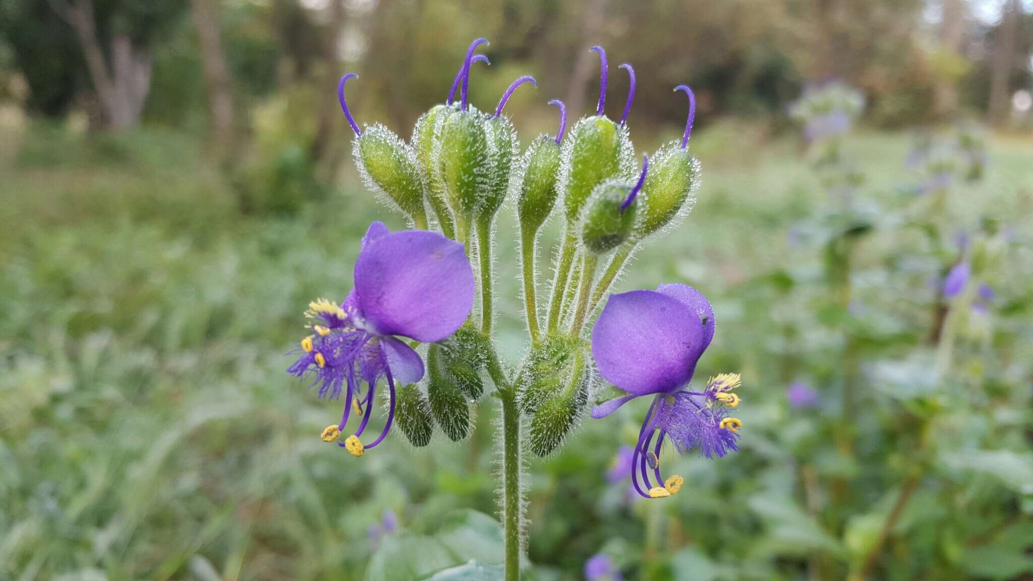 Image of Tinantia erecta (Jacq.) Fenzl