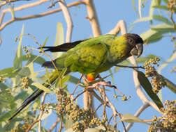 Image of Nanday Parakeet