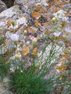 Image of sand fleabane