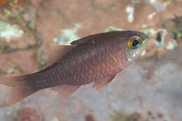 Image of Apogon chrysotaenia