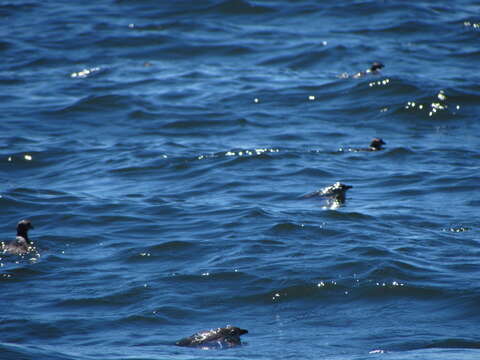 Image of Peruvian Diving Petrel