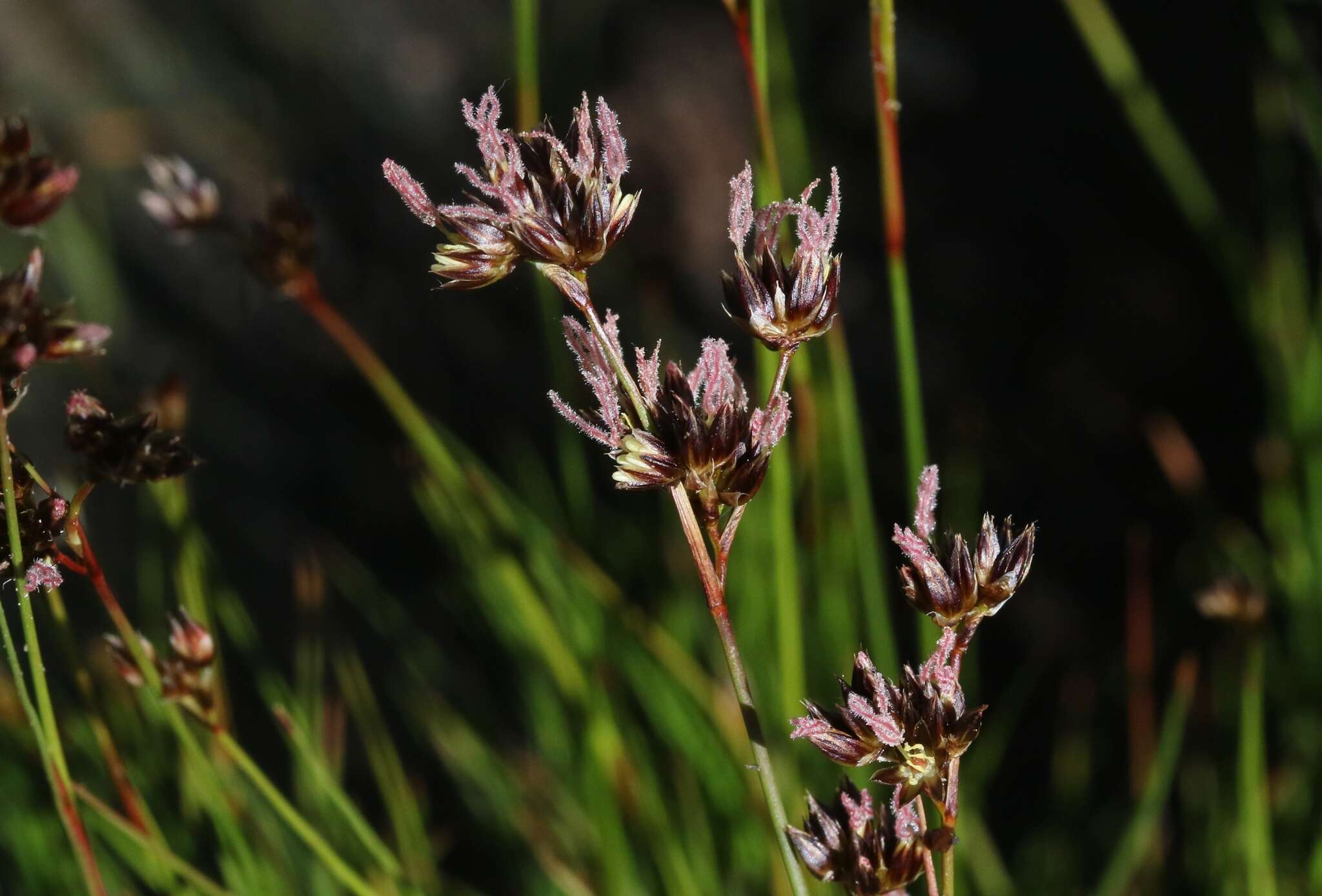 Image of Sierra rush