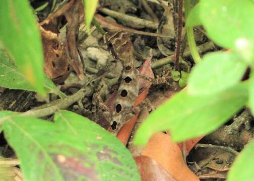 Image of Wied's Fathead Anole