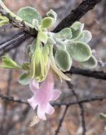 Imagem de Eremophila forrestii F. Muell.