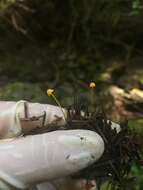 Image of Mycena oregonensis A. H. Sm. 1936