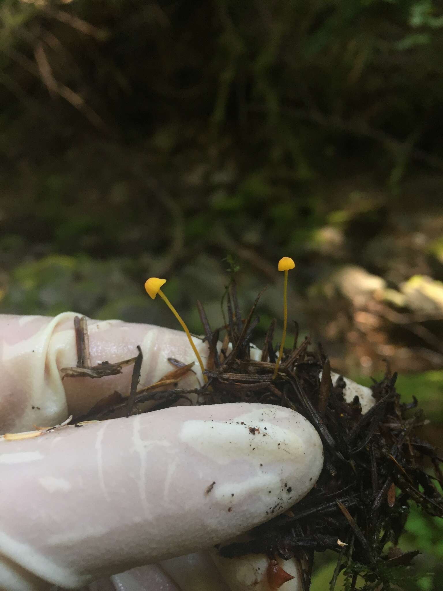 Mycena oregonensis A. H. Sm. 1936的圖片