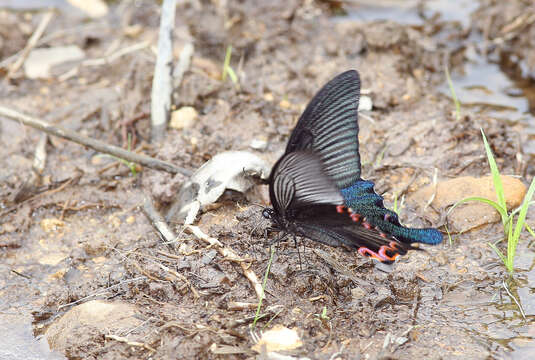 Image de Papilio dialis (Leech 1893)