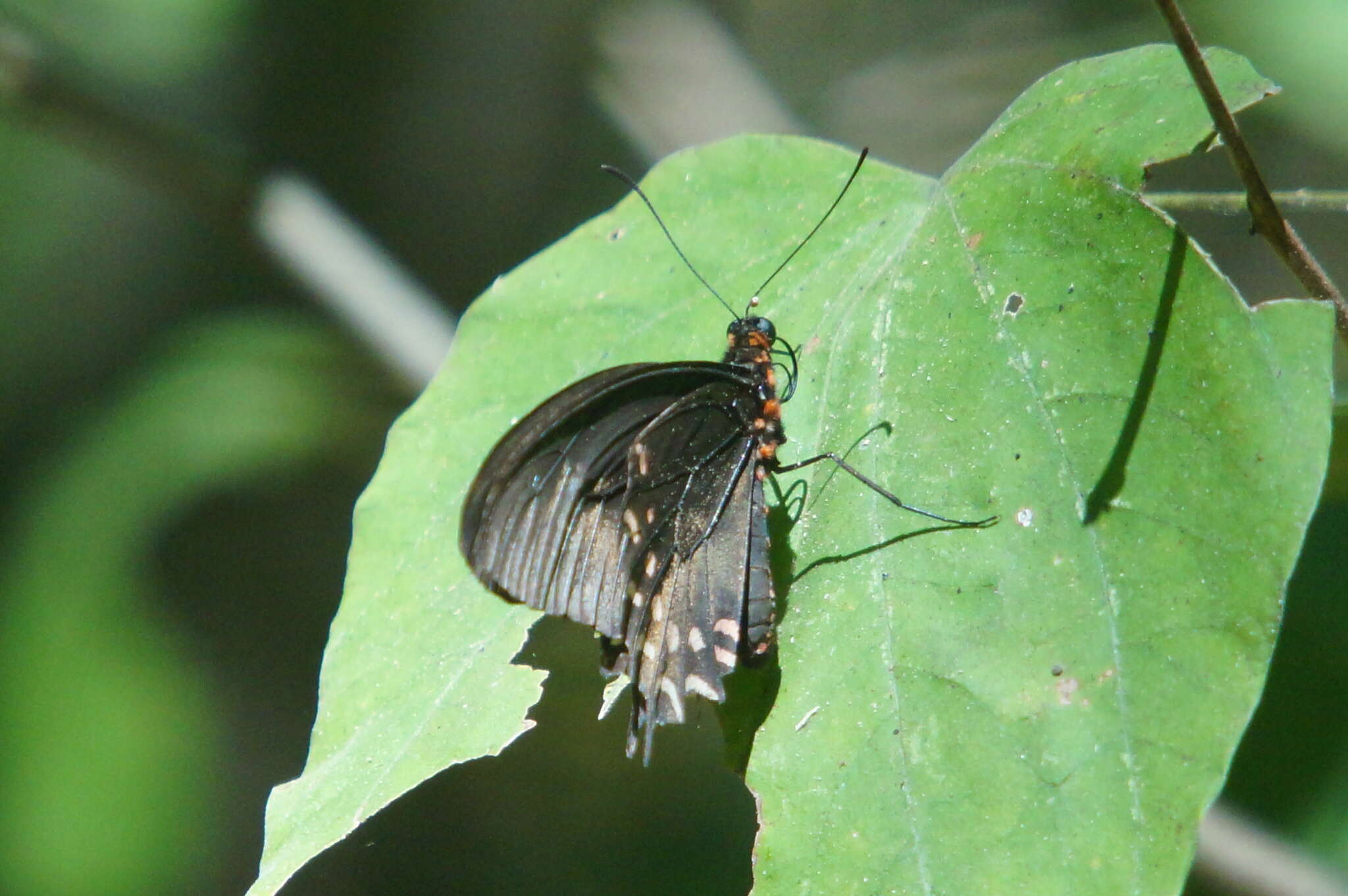 Image of Parides photinus (Doubleday 1844)