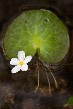 Слика од Nymphoides aquatica (J. F. Gmel.) Kuntze