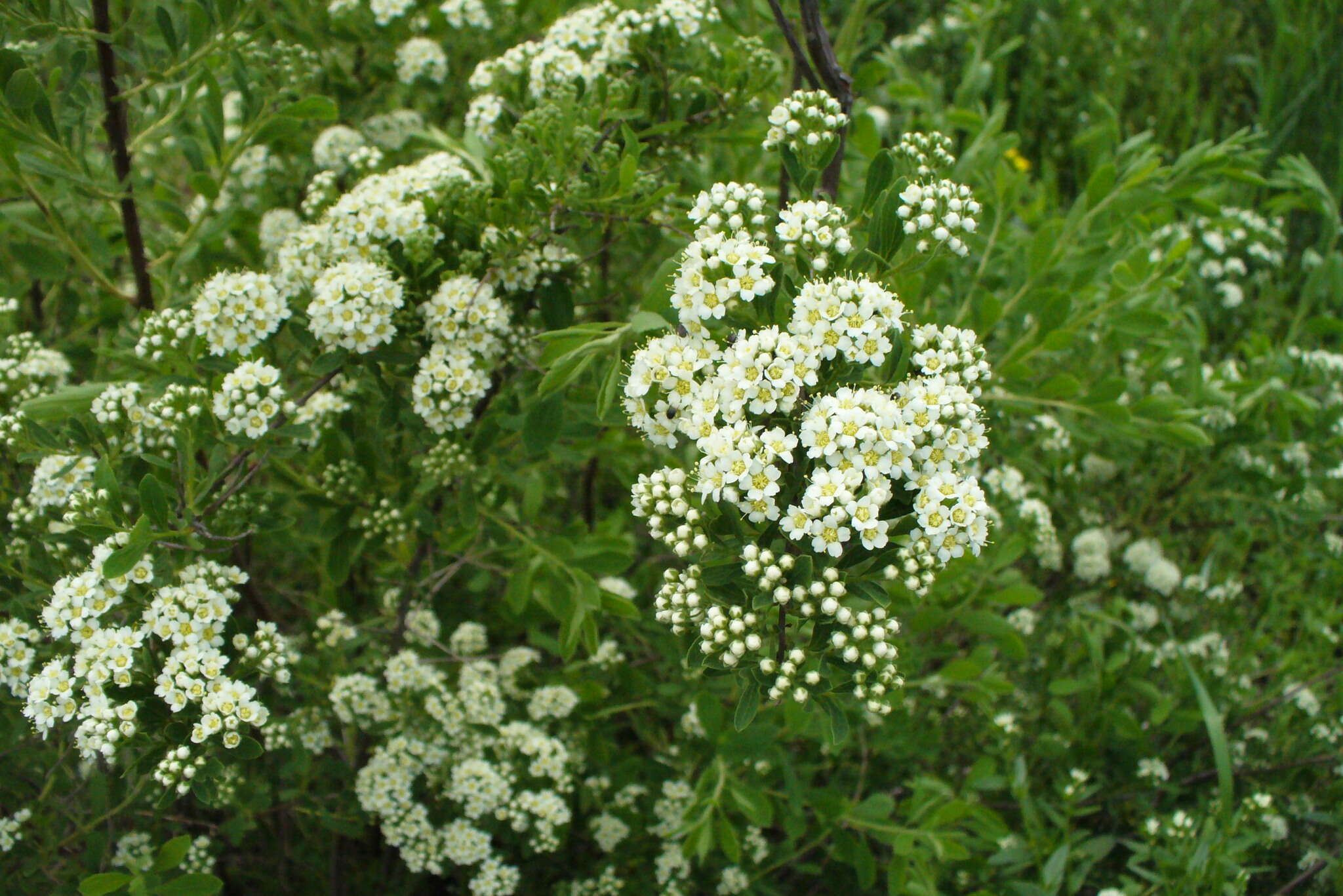 Image of Spiraea crenata L.