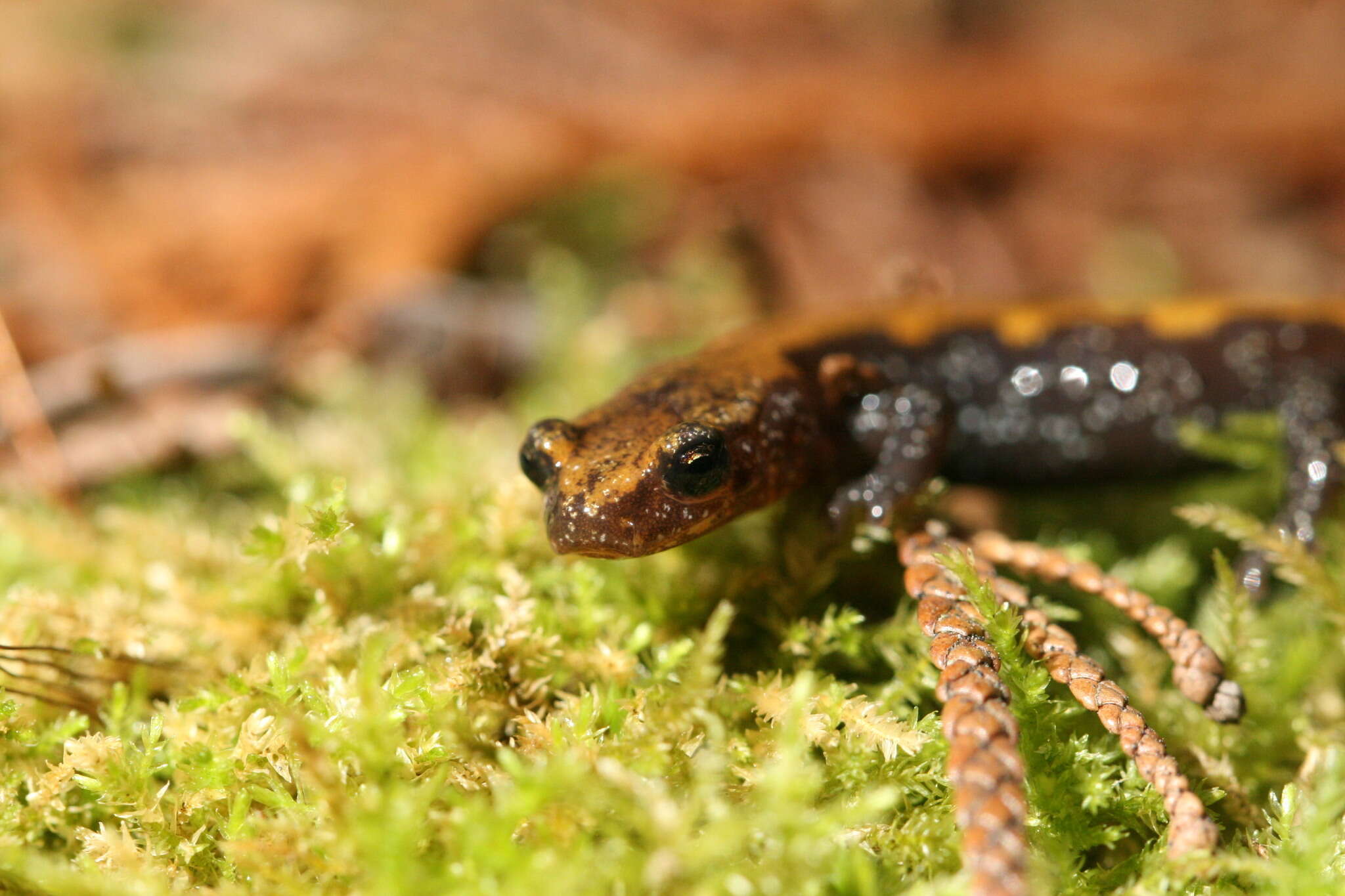 Image of Coeur d'Alene Salamander