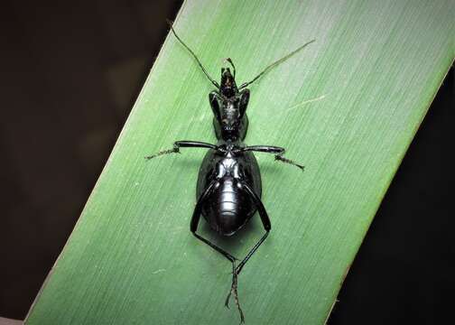 Image of Cychrus semigranosus Palliardi 1825