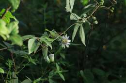 Image de Passiflora podadenia Killip