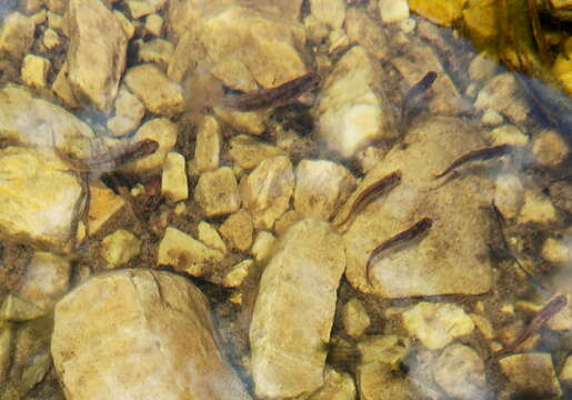 Image of Broad-finned galaxias