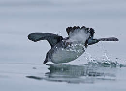 Image of Peruvian Diving Petrel