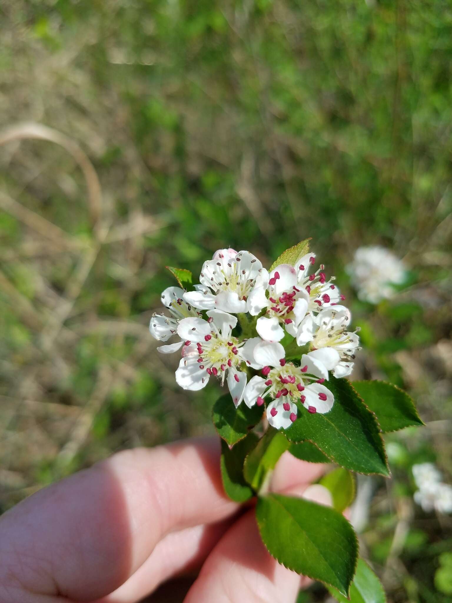 Photinia floribunda (Lindl.) K. R. Robertson & J. B. Phipps的圖片