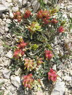 Image of Astragalus calycinus Bieb.