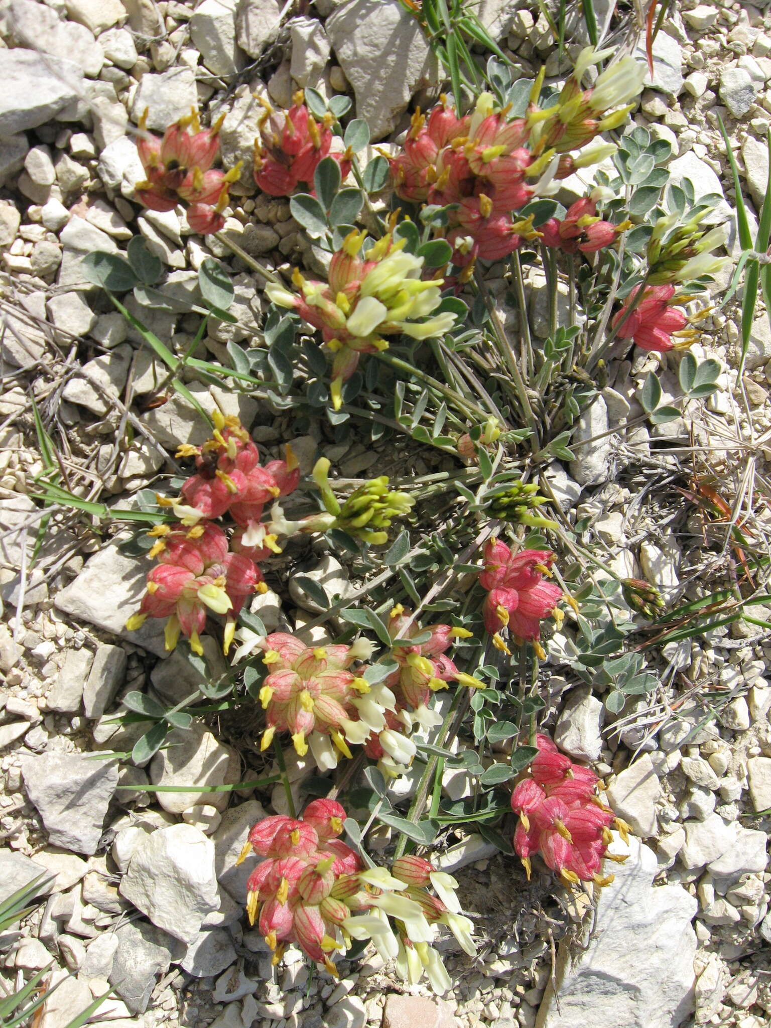 Imagem de Astragalus calycinus Bieb.