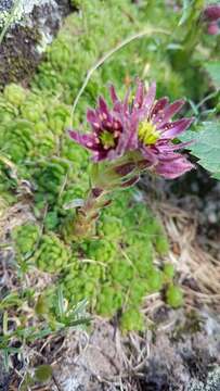 Image of Sempervivum montanum L.