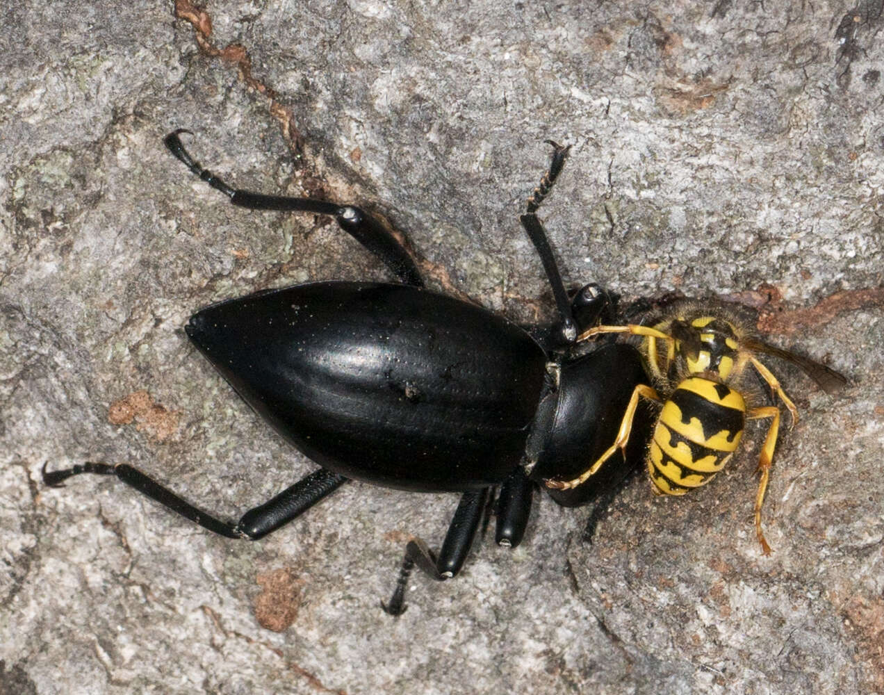 Sivun Vespula pensylvanica (de Saussure 1857) kuva