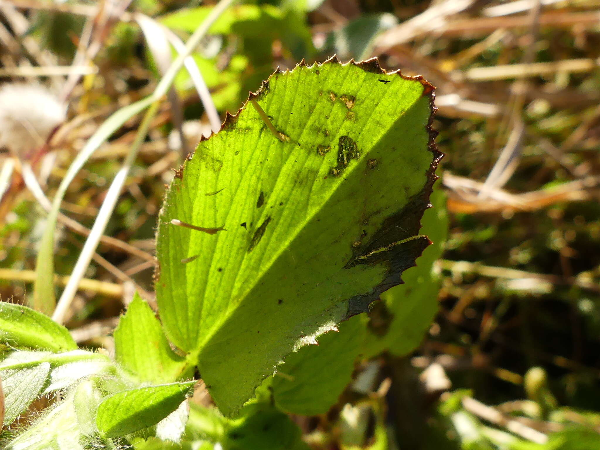 Ononis alopecuroides L.的圖片