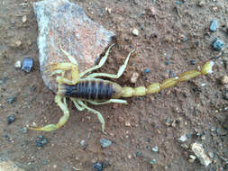 Image of Arizona Hairy Scorpion