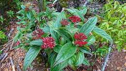 Image de Viburnum urceolatum Sieb. & Zucc.