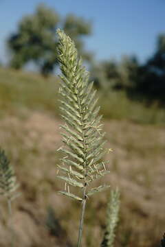 Image of Agropyron dasyanthum Ledeb.