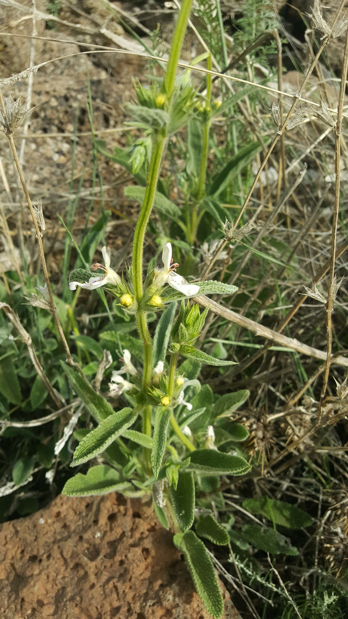 Слика од Stachys libanotica Benth.